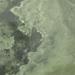 Bamboo Green stone sample