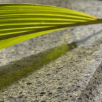 13631395_1312935945403229_868641271913742121_n